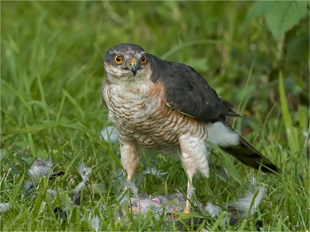 Sparrowhawk  With Kill